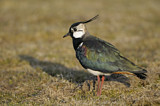 Image. Northern Lapwing