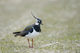 Image. Northern Lapwing