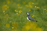 Image. Northern Lapwing