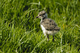 Image. Northern Lapwing