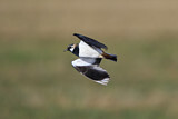 Image. Northern Lapwing