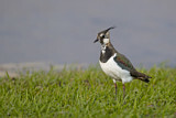 Image. Northern Lapwing