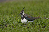 Image. Northern Lapwing