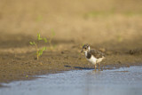 Image. Northern Lapwing