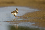 Image. Northern Lapwing