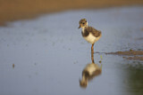 Image. Northern Lapwing