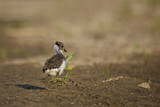 Image. Northern Lapwing