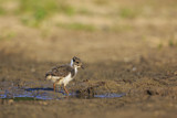 Image. Northern Lapwing