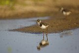 Image. Northern Lapwing