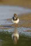 Image. Northern Lapwing