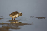 Image. Northern Lapwing