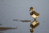Image. Northern Lapwing