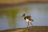 Image. Northern Lapwing