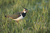 Image. Northern Lapwing