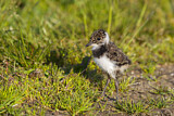 Image. Northern Lapwing