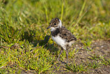 Image. Northern Lapwing
