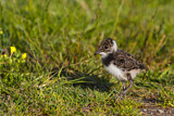 Image. Northern Lapwing