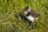 Image. Northern Lapwing