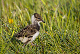 Image. Northern Lapwing