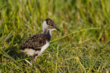 Image. Northern Lapwing
