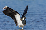 Image. Northern Lapwing