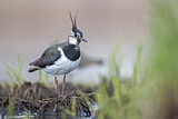Image. Northern Lapwing