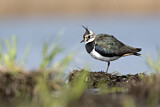 Image. Northern Lapwing
