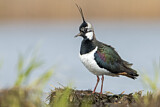 Image. Northern Lapwing