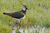Image. Northern Lapwing