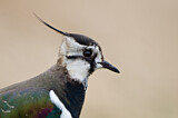Image. Northern Lapwing