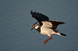 Image. Northern Lapwing