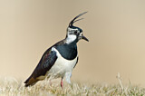 Image. Northern Lapwing
