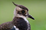 Image. Northern Lapwing