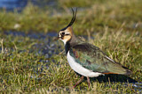 Image. Northern Lapwing