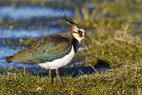 Image. Northern Lapwing