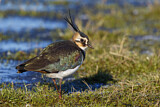 Image. Northern Lapwing