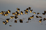 Image. Northern Lapwing