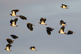 Image. Northern Lapwing