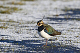 Image. Northern Lapwing