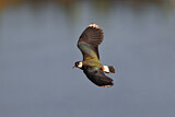 Image. Northern Lapwing