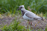 Image. Northern Lapwing