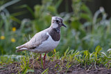 Image. Northern Lapwing