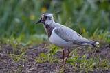 Image. Northern Lapwing