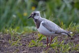 Image. Northern Lapwing