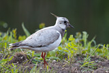 Image. Northern Lapwing