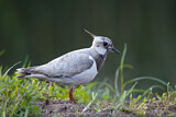 Image. Northern Lapwing