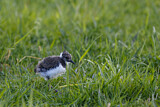 Image. Northern Lapwing