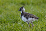 Image. Northern Lapwing