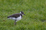 Image. Northern Lapwing