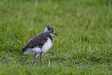 Image. Northern Lapwing